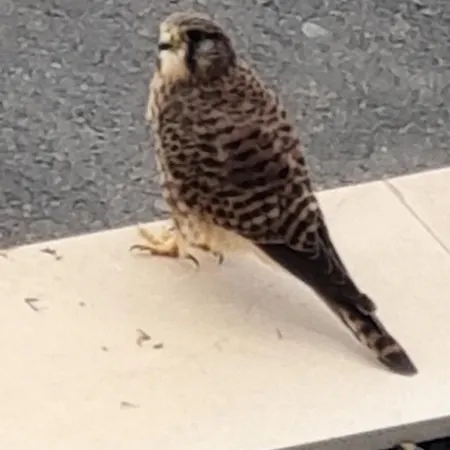 Paradise Golf House *