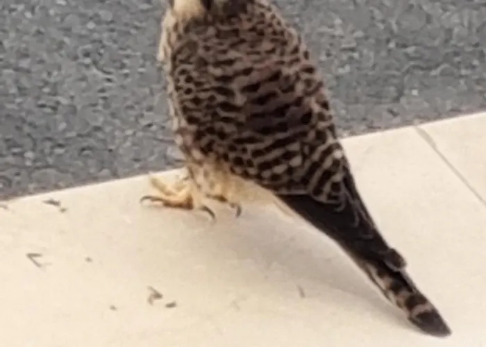 Paradise Golf House *